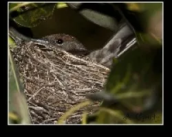 Sylvia atricapilla