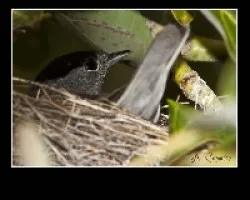 Sylvia atricapilla