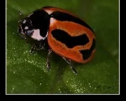 Coccinella