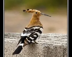 upupa