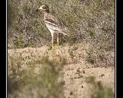 Burhinus oedicnemus