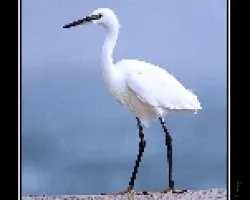 Garzeta