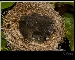 Phylloscopus collybita