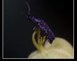 escarabajo