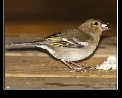 Fringilla coeleps palmae hembra