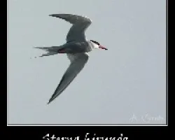 Sterna