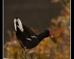gallinuela