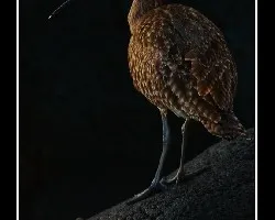 Zarapito