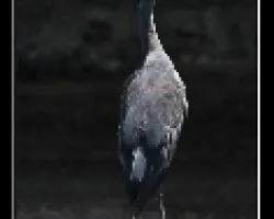 Garza real