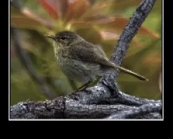 Mosquitero
