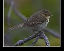 mosquitero