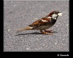 Gorrion moruno macho