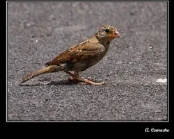 Gorrion moruno hembra