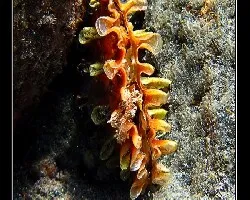 Abanico