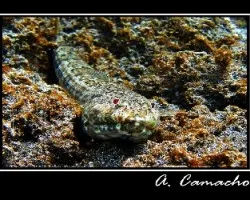 Pez lagarto