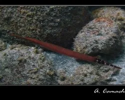 Aulostomus strigosus