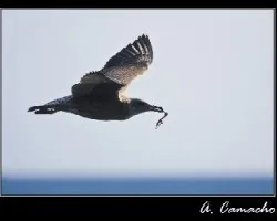 gaviota 1