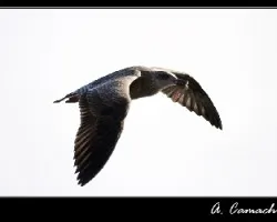 gaviota2