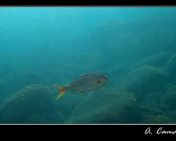 Pseudocaranx dentex