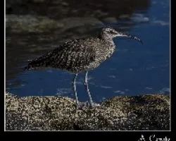 Numenius phaeopus
