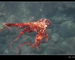 pulpo