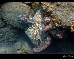 pulpo