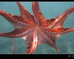 pulpo