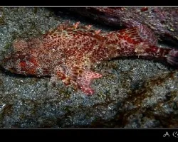 Rascancio (Scorpaena scrofa)