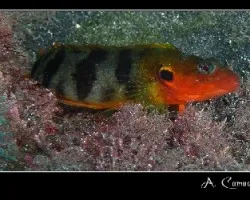 Labrisomus nuchipinnis
