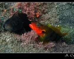 Labrisomus nuchipinnis