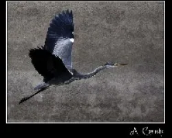 Ardea cinerea