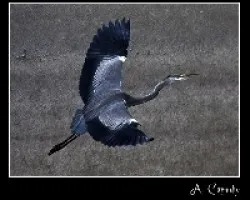 Ardea cinerea