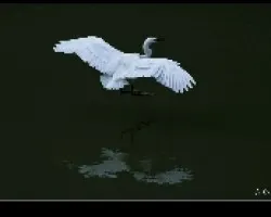 Egretta