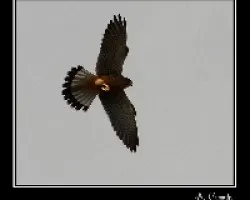 Falco tinnunculus 