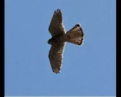 Falco tinnunculus