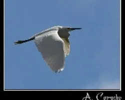 Egretta