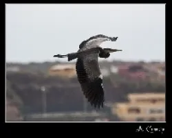 Ardea cinerea