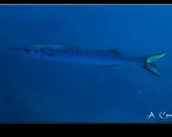 barracuda