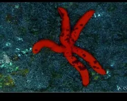 ophidiaster