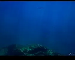 barracuda 2