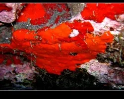 batzella inops
