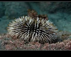 Sphaerechinus granularis