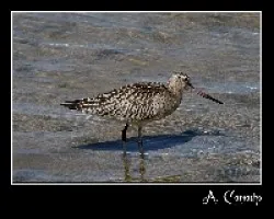 Aguja colipinta