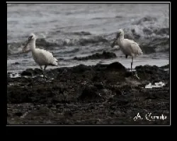 Platalea leucorodia