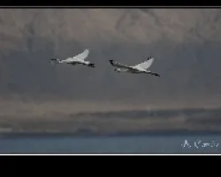 Platalea leucorodia