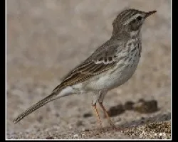 Anthus bertelotii