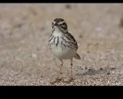 Anthus bertelotii