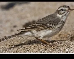 Anthus bertelotii