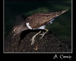 Actitis hypoleucos