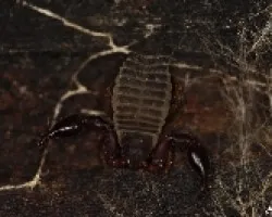 Pseudoescorpion